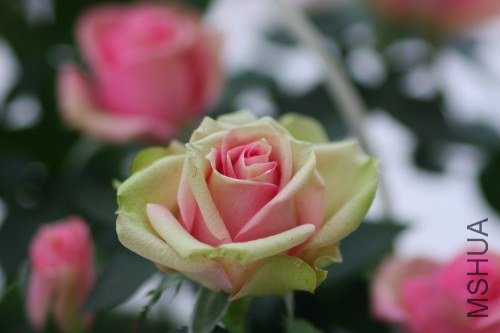 �ߥ˥Х� �ΥФ���� 1.jpg