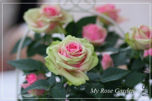 �ߥ˥Х� �ΥФ����.jpg