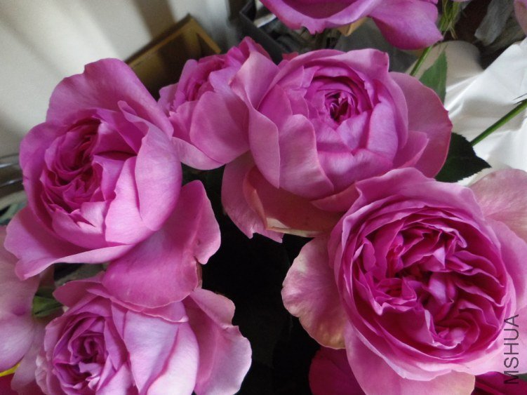 ���֥ߥ��� 2.jpg