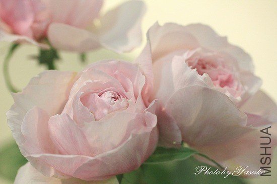 �Х� ����Х󥻥�.jpg