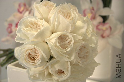 rose jeanne Moreau1.jpg