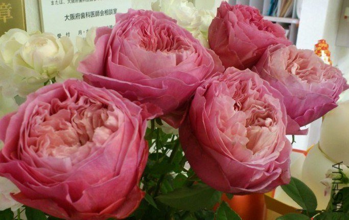 ������ 01.jpg