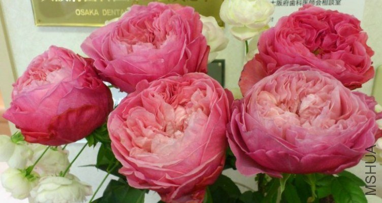 ������ 02.jpg