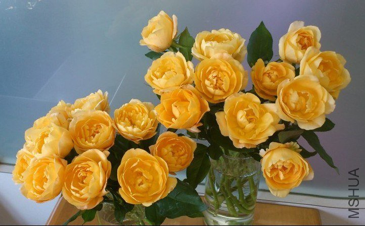 �ե��󥴣� 1.jpg