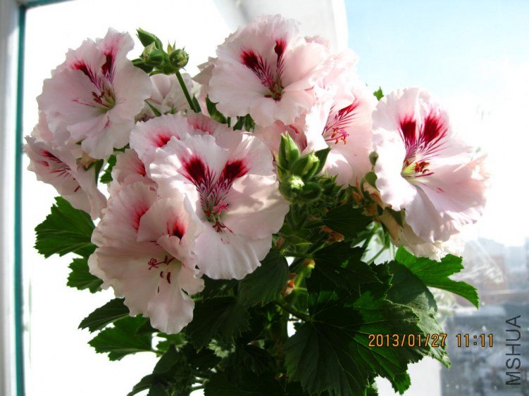 ������ɯ��