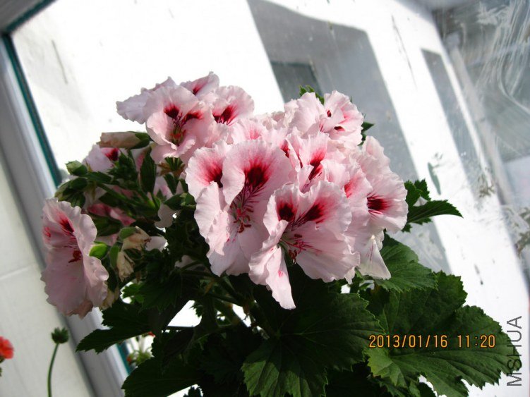 ������ɯ��