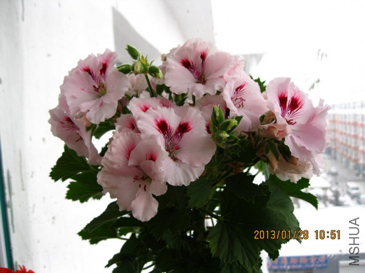 ������ɯ��