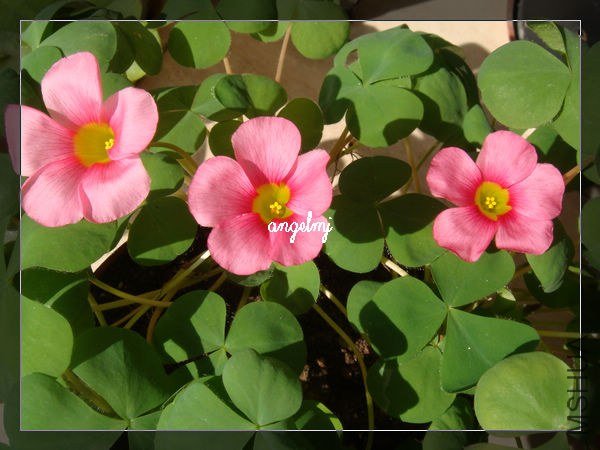 ��ܽ�ػ�2013-1-10.jpg