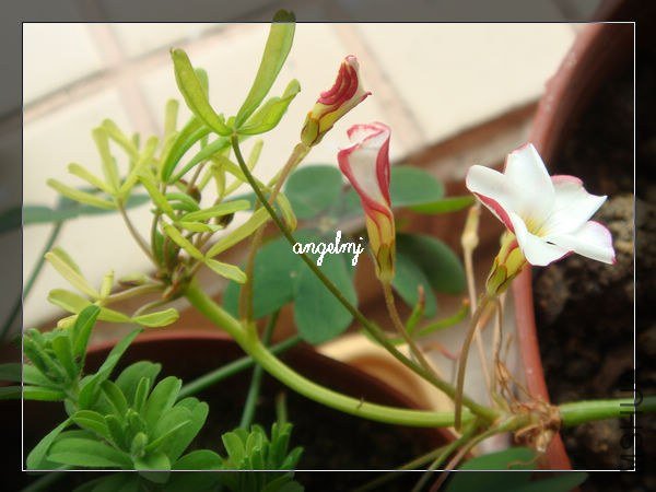 ˫ɫ����2013-1-23.jpg