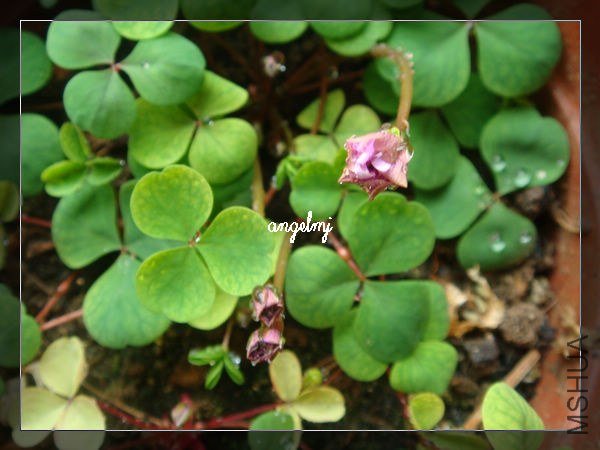 ����pompom2013-1-20.jpg