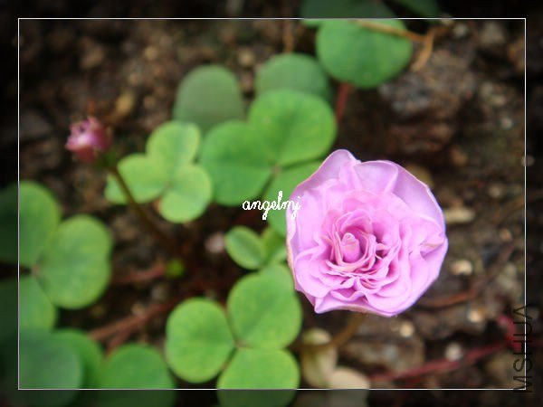 ����pompom2013-1-31.jpg