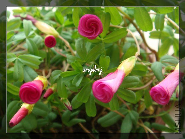 ��omar����2013-1-23.jpg