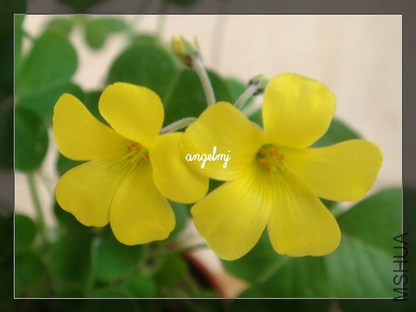���Ƶ�����2013-1-23.jpg