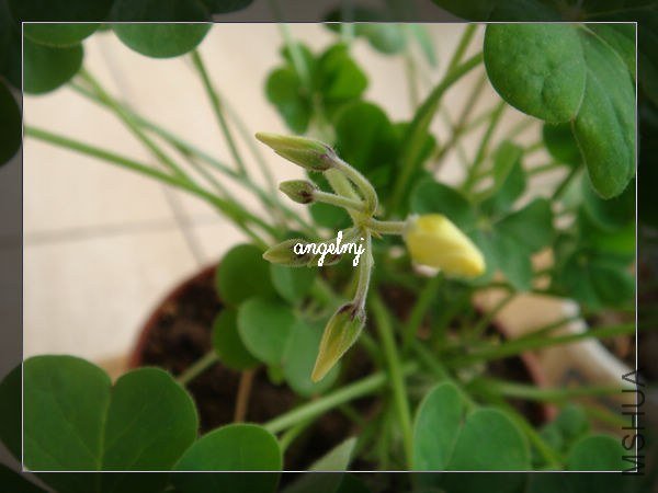 ���Ƶ�����2013-1-23.jpg