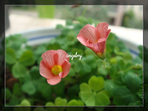 ������821��2013-1-31.jpg