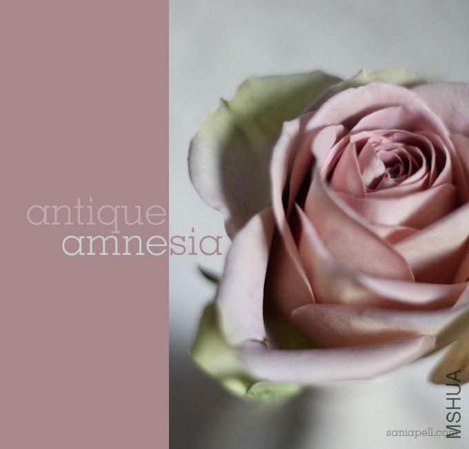 amnesia-rose-sania-pell.jpg