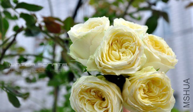 White Moon rose .jpg