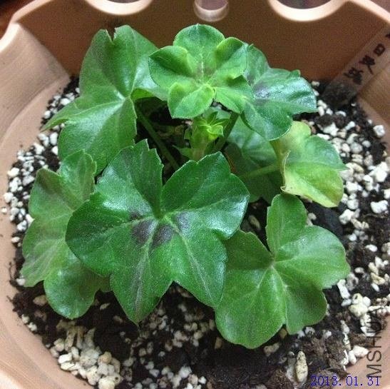 ����õ�� 2013.01.31��1��.JPG