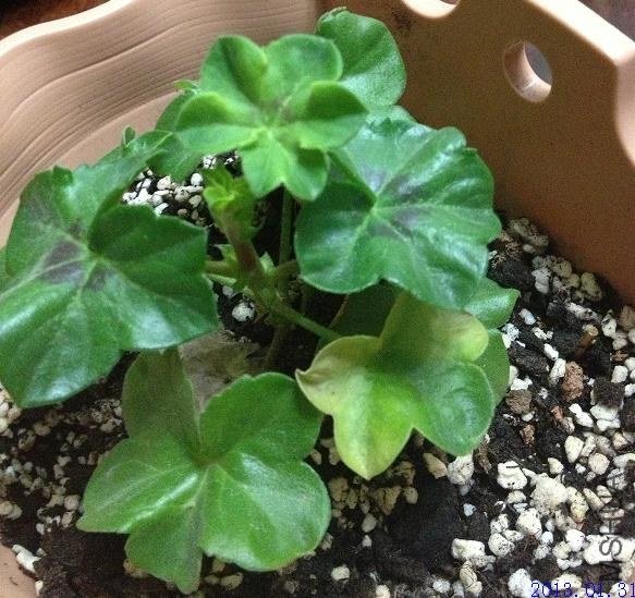 �м���ƬҶ�ӻ���