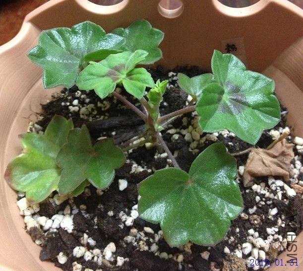 ��Ů�� 2013.01.31.JPG