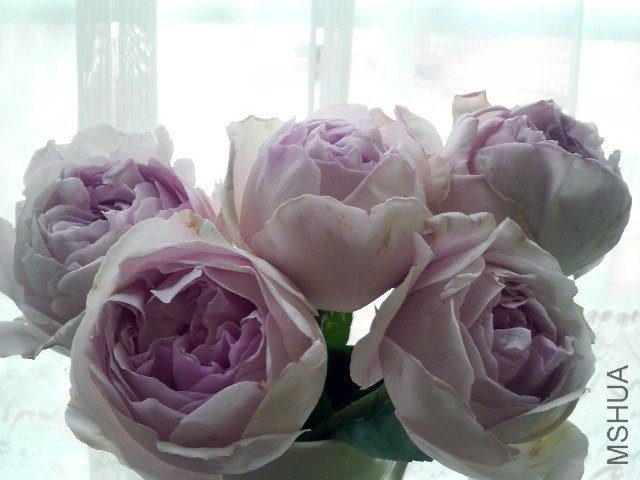 �Х� ���֥饤��.jpg