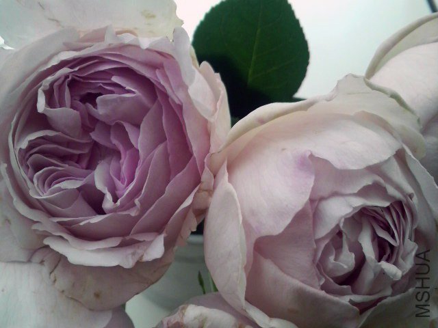 �Х� ���֥饤��01.jpg