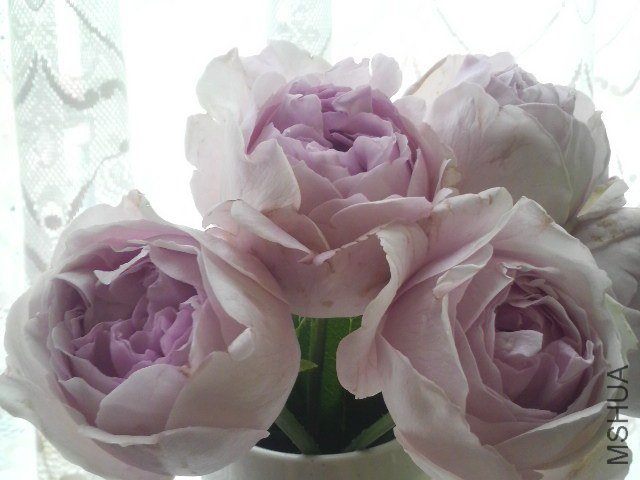 �Х� ���֥饤��11.jpg