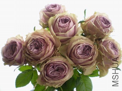 ROSE �֥�`�ߥ�ե��`�桡p.jpg