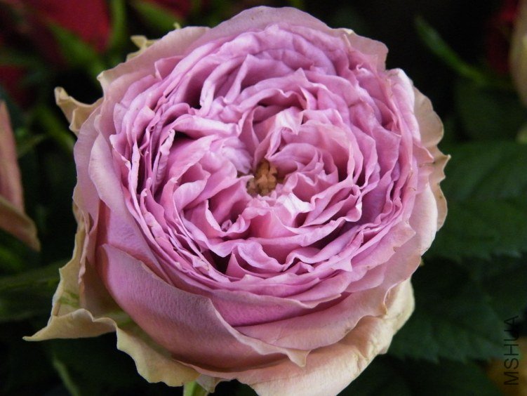 �Х� �֥�`�ߥ�ե��`��-1.jpg