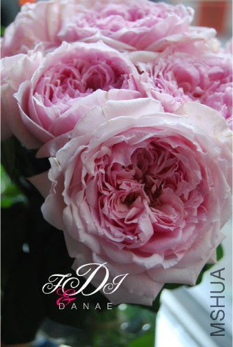 �ե��󥷩`�ɥ쥹 (2).jpg