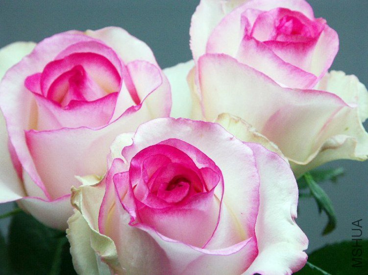 �Х� �ɥ�����ө`����.jpg