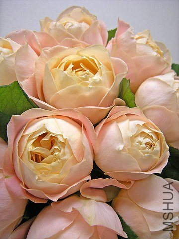 abricot Fondation.jpg