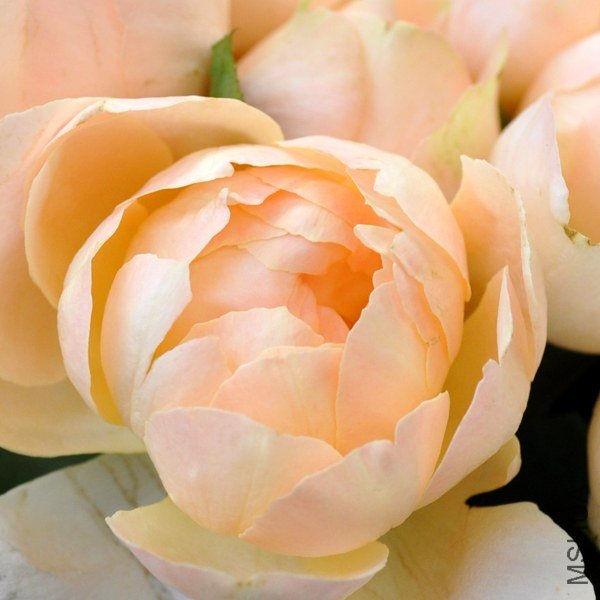 ���ץꥳ�åȥե���ǩ`�����4 (2).jpg