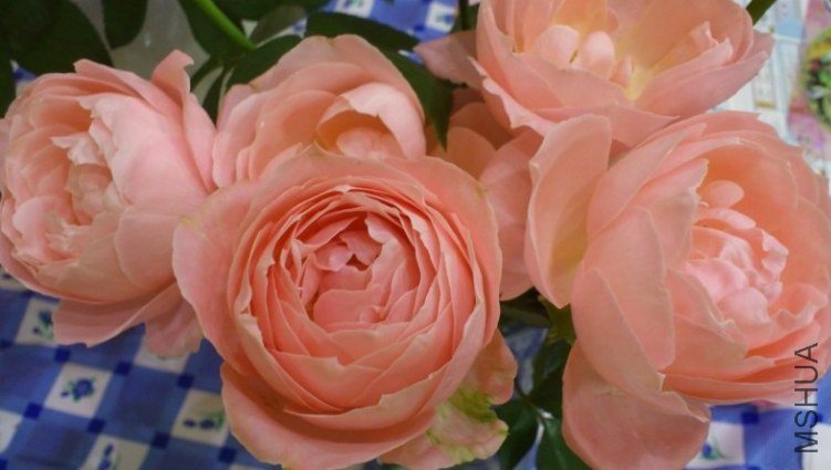 ��֥�`�ե���ǩ`����� 1.jpg