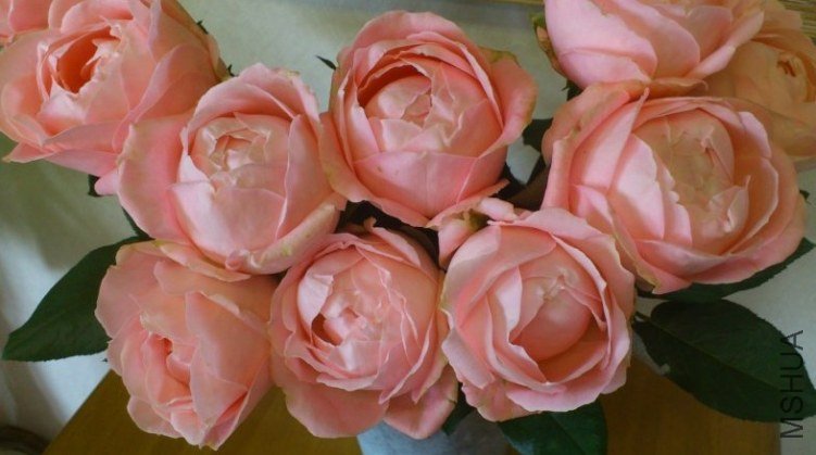 ��֥�`�ե���ǩ`����� 2.jpg