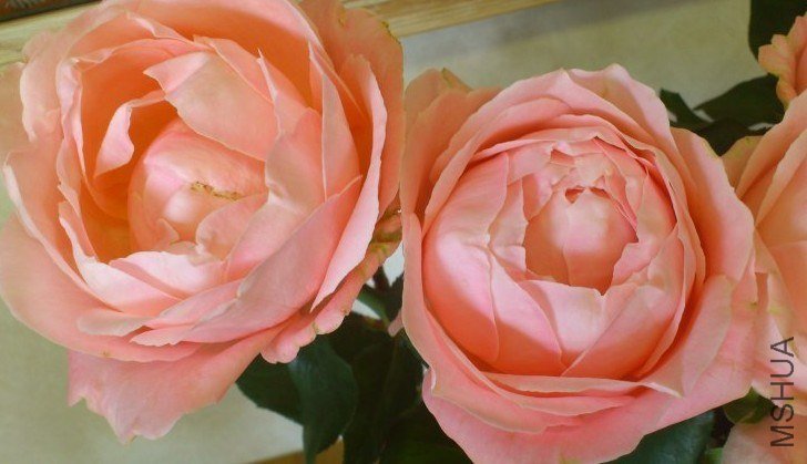 ��֥�`�ե���ǩ`����� 3.jpg