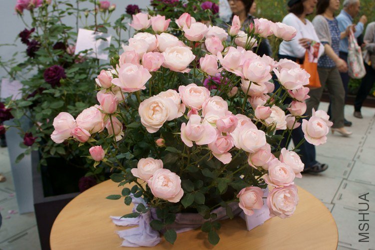 ���ȥ��٥�`�ޥ����� (1).jpg