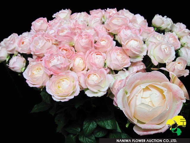 ���ȥ��٥�`�ޥ����� (4).jpg