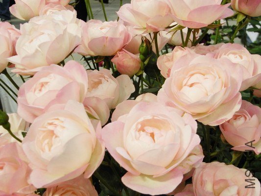 ���ȥ��٥�`�ޥ����� (7).jpg