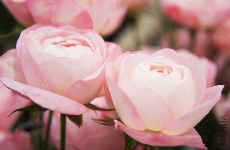 ���ȥ��٥�`�ޥ����� (8).jpg