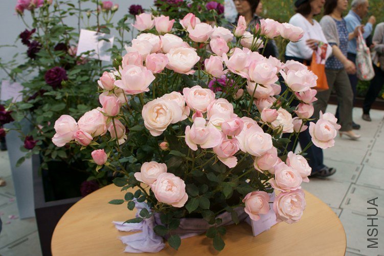 ���ȥ��٥�`�ޥ����� (9).jpg