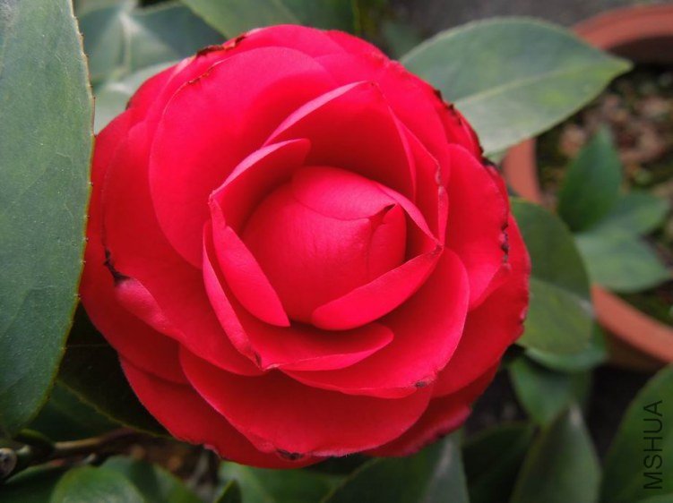 ������С DSCN4355.JPG