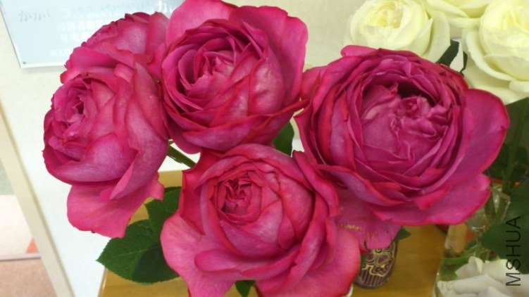 �Х� ���ܥ�̥��ꥪ09.jpg