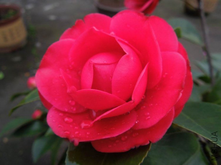 ������С DSCN4402.JPG