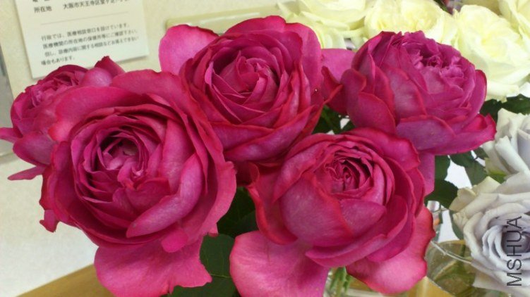 �Х� ���ܥ�̥��ꥪ97.jpg