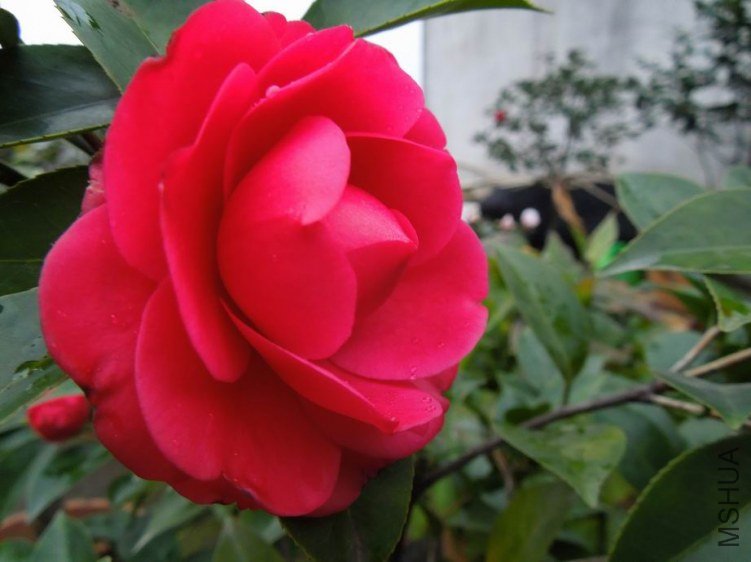 ������С DSCN4432.JPG