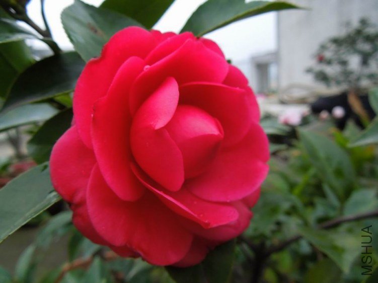 ������С DSCN4433.JPG