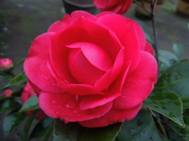 ������С DSCN4434.JPG
