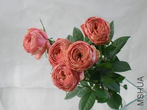 �Х顡�ԥ󥯥�ʥ󥭥�� 2.jpg