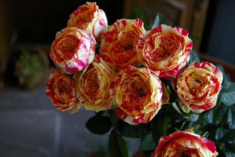 �Х� �ӥ��`��ʥ󥭥��.jpg